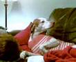 Talking, Yelling Howling Hostetter Dog