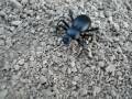 Beetle Prints 2