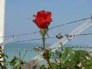 Tant que l On s aime ...Francis. B