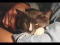 Bulldog Francés video