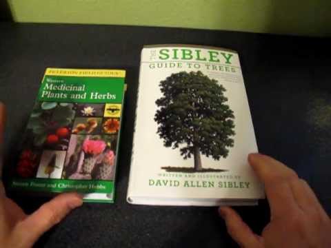 how to transplant mesquite tree