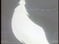セラフィムコール