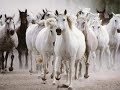 Wild Horses (Ennio Morricone For a few dollars more) Wild Horses (Ennio Morricone For a few dollars more)
