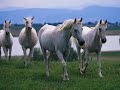Wild Horses  (Ennio Morricone For a few dollars more)