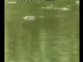 crocodile hunting in ayangudi   part 1