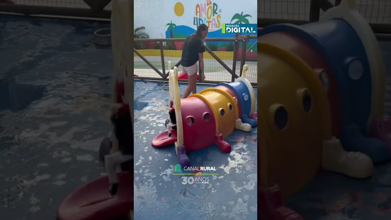 Mini bode impressiona ao praticar esporte famoso entre cães