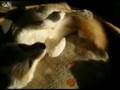 fennec fox wags the tail