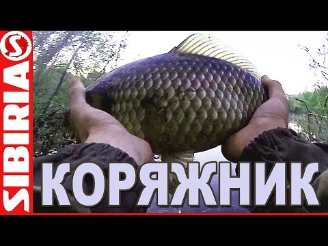 видео карп в коряжнике на поплавок видео карп в коряжнике на поплавок