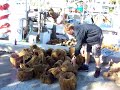 Sponges fresh of the boat on the Sponge Docks