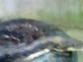 videos de bohol python