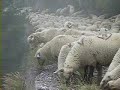 Transhumance