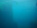 Big Sea Lion