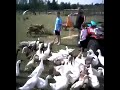 Feeding ducks in field part2 at www.essexchickens.co.uk