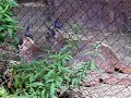 Caracals wild cats