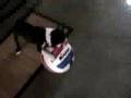 Boston Terrier video