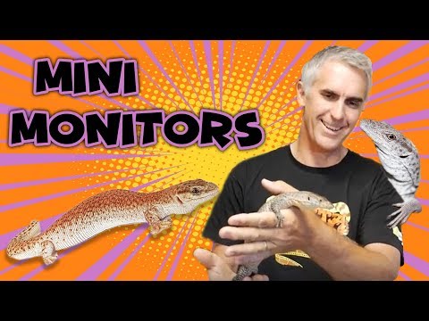 YouTube reptile video