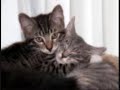 Click here to watch this video Cats Or Dogs??