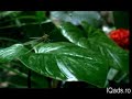 vodafone commercial - romanian version