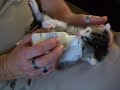 hungry hungry kitten