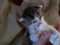 hungry hungry kitten