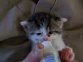 hungry hungry kitten