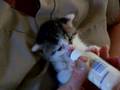 Trop mignon ce tout petit chaton nourri au biberon ;-)