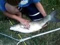 14 lbs 3 oz White Amur ( Grass Carp )