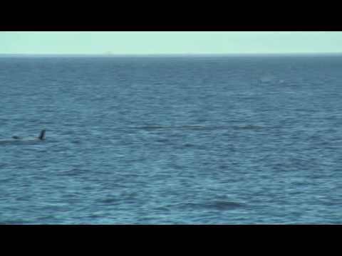 Whale Jumps On Boat