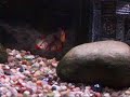 Tiger Barbs