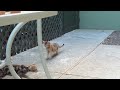 Kittens outside 720p 30f