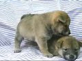 ???? Shiba Inu