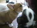 Puppy 20080423 Cardigan Welsh Corgi Puppy 20080423 Cardigan Welsh Corgi