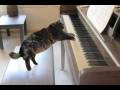 videos de Magic Happy Cat Collar Magnet