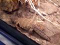 videos de spider lizard