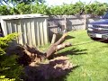Nice Silverado Pulling out a stump