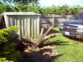 Nice Silverado Pulling out a stump