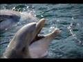 dolphins