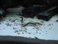 Dwarf Chain Loaches - Botia sidthimunki