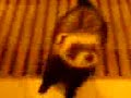 Ferret - Running Up The Stairs. Ferret - Running Up The Stairs.