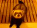 Ferret - Running Up The Stairs.