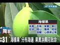 酷似芒果!「海檬果」整株含毒誤食恐致死 檬果