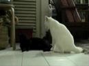 my 2 male cats growing up together...playing, sleeping. finally fighting each other