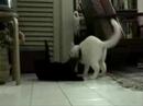 my 2 male cats growing up together...playing, sleeping. finally fighting each other