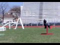 2010 POLICE K9 TRAINING part 1