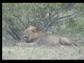 Male Lion