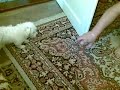 bichon la mintit careva ca e pit buul