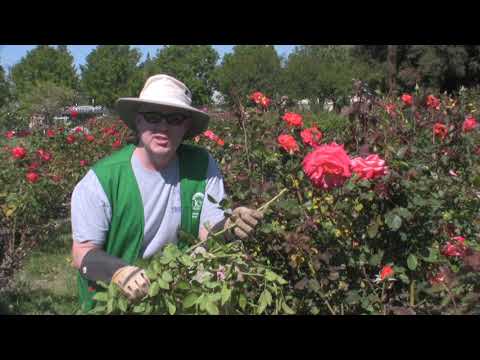 how to transplant iceberg roses