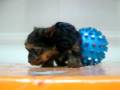 videos de Yorky Macho STA REF:229