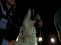 Pink Floyd - Mademoiselle Nobs - Live Pompei