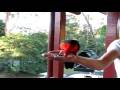videos de kingparrot08.MPG